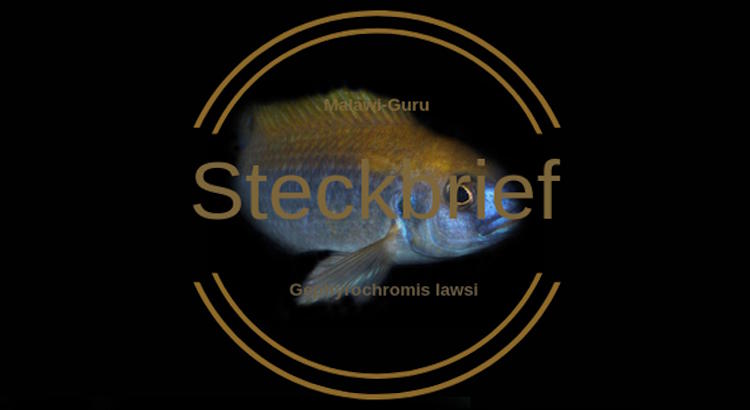 Gephyrochromis lawsi Steckbrief Gephyrochromis lawsi Steckbrief